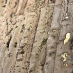 golden cork